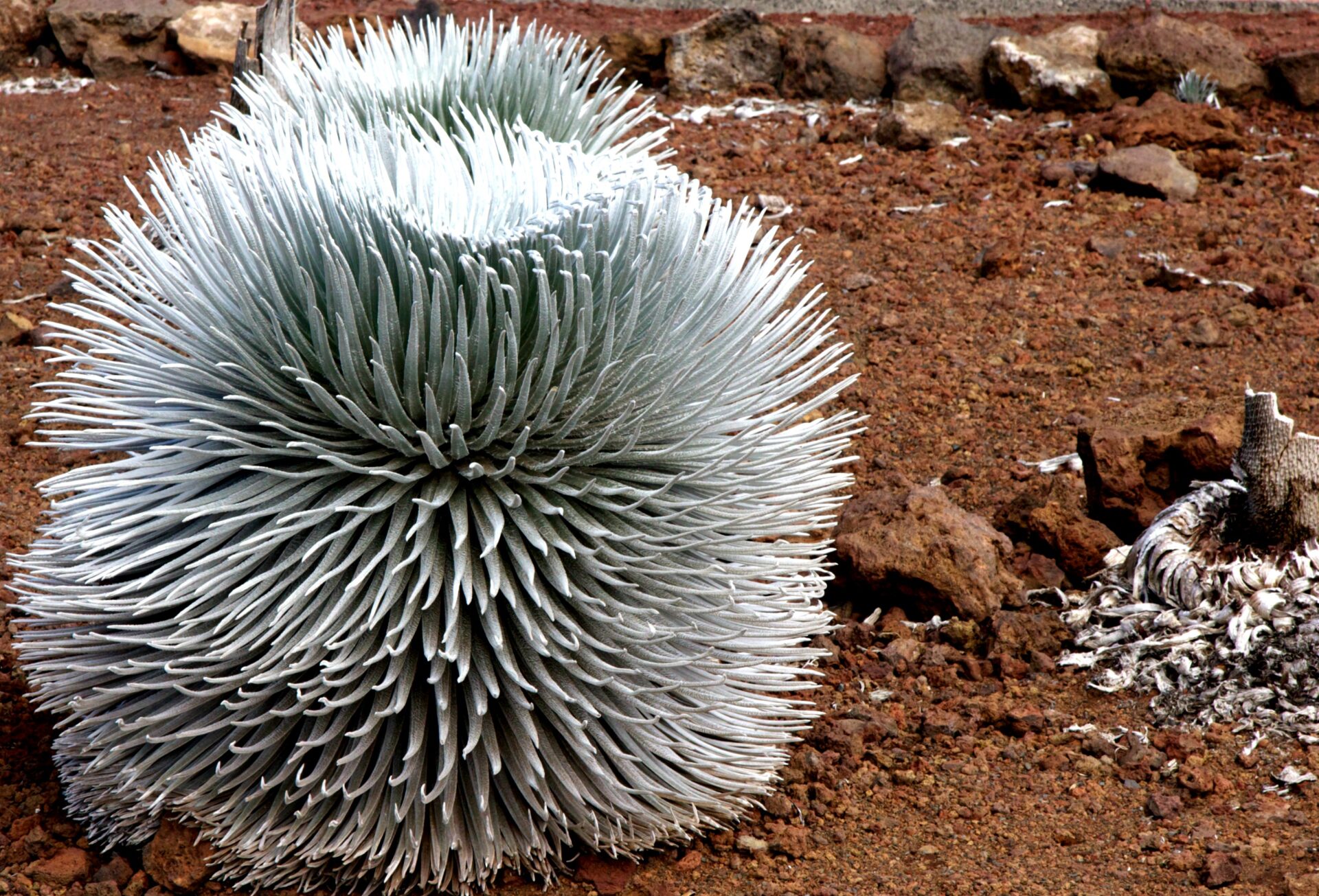 Maui�s Own Haleakalā Silversword Temptation Tours