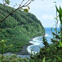 Hana forest beachside