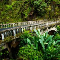 Hana forest bridge