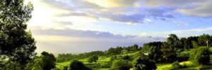 Green pastures and trees in Maui with ocean view.