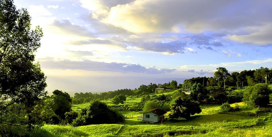 Green pastures and trees in Maui with ocean view.