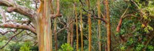 Rainbow eucalyptus trees on the Road to Hana, Maui.