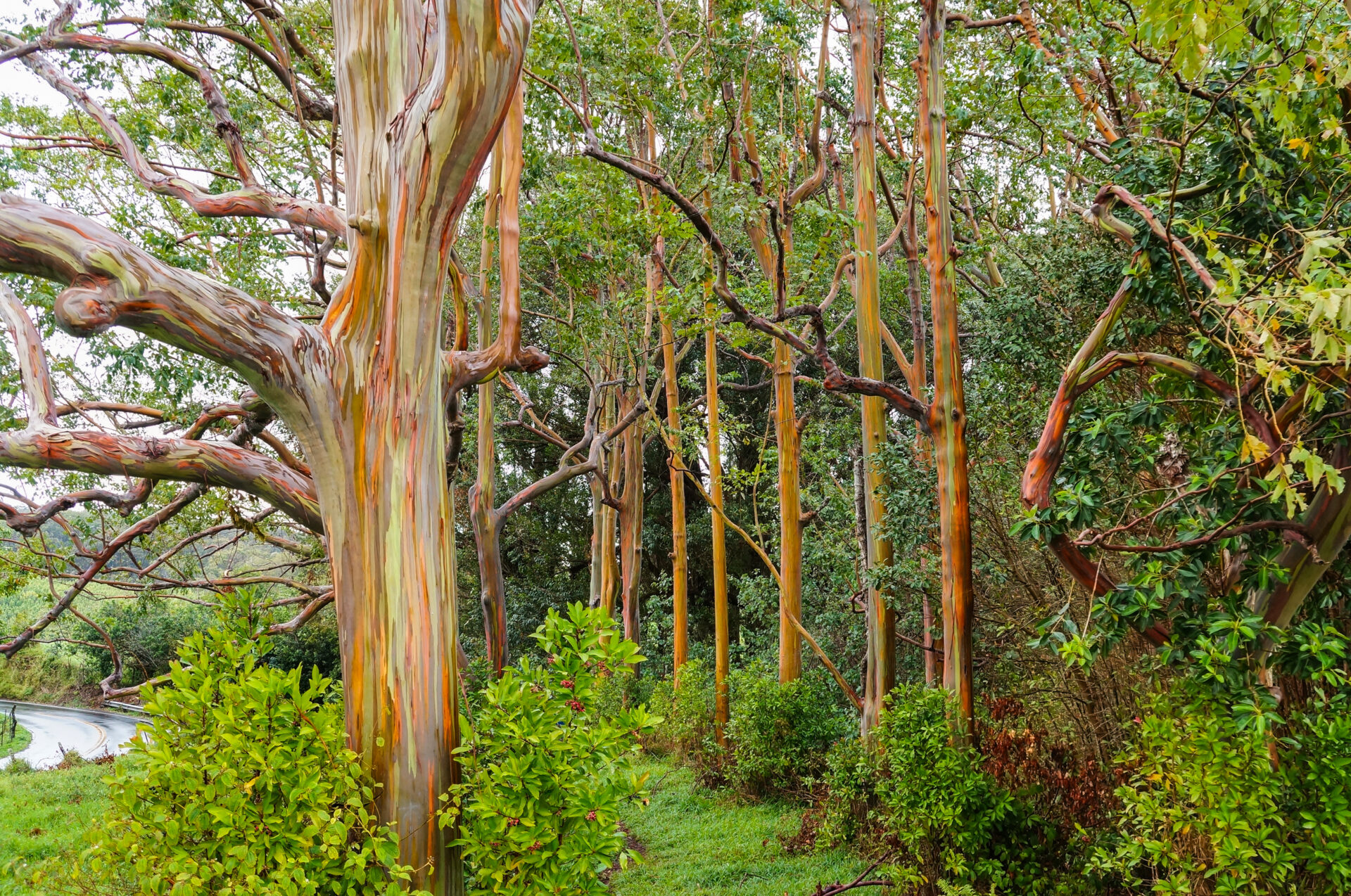 Rainbow eucalyptus trees on the Road to Hana, Maui.