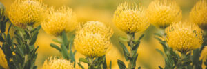 Bright yellow pin cushion proteas