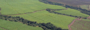 Green cane fields of Maui, Hawai'i.