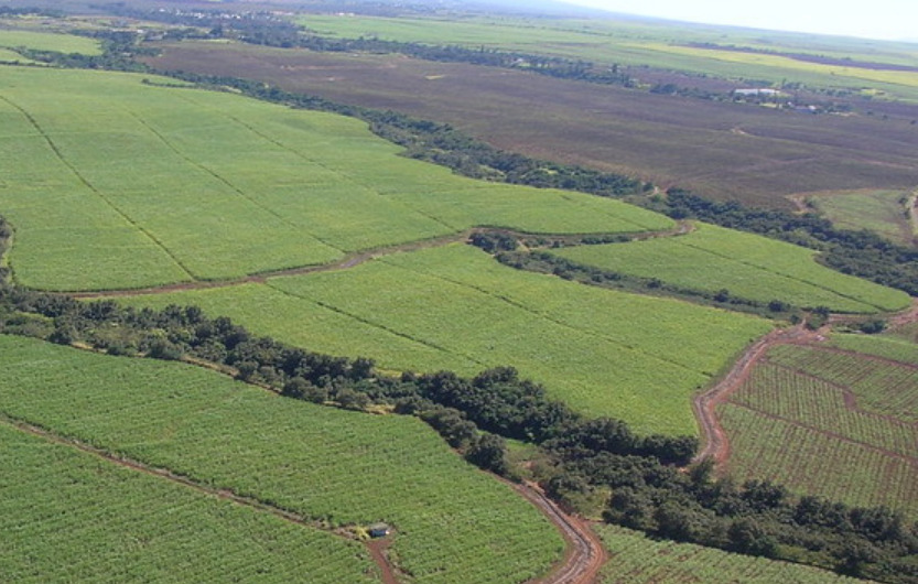 Green cane fields of Maui, Hawai'i.