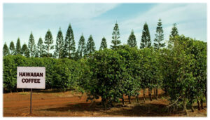 The climate in Hawai'i is perfect for growing coffee.