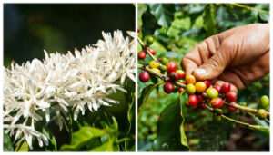 Maui farmers are on the cutting edge of innovative development of coffee in Hawaii.