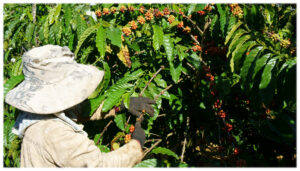 The coffee farmers on Maui grow many varieties. 