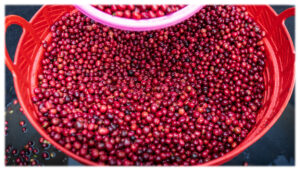 Maui farmers are on the cutting edge of innovative development of coffee in Hawaii.