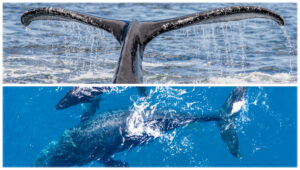 Humpback Whales