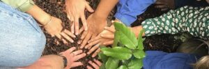 Planting a native forest