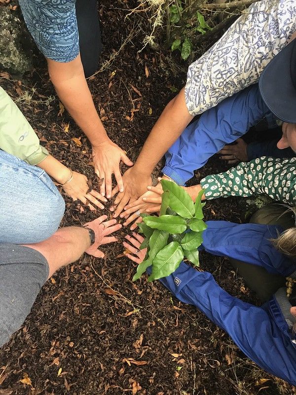 Planting a native forest