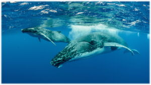 Mother and baby humpback whale
