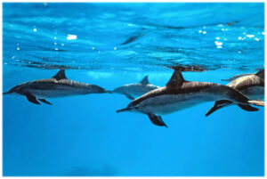 Hawaiian bottle nose dolphins