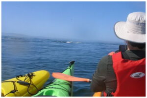 Kayaking and whale watching