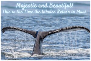 Whale tail