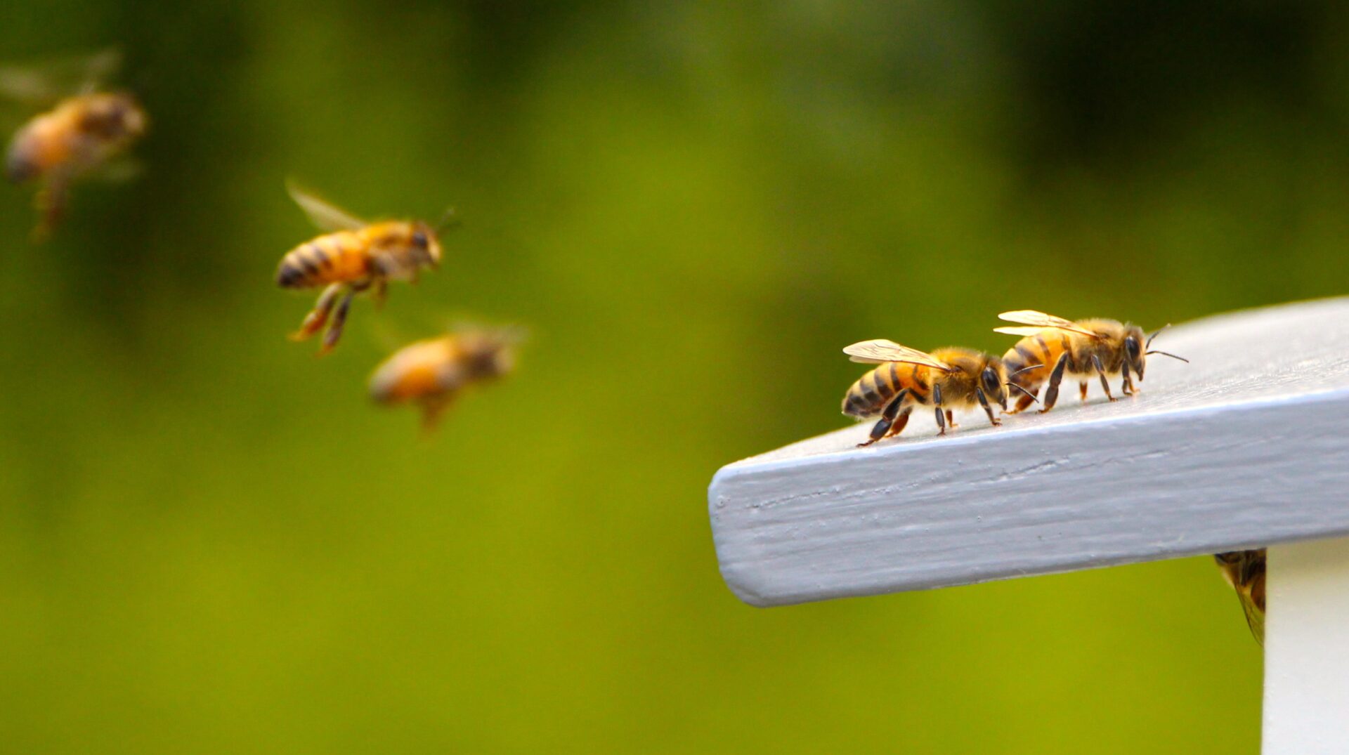 Bees entering hive