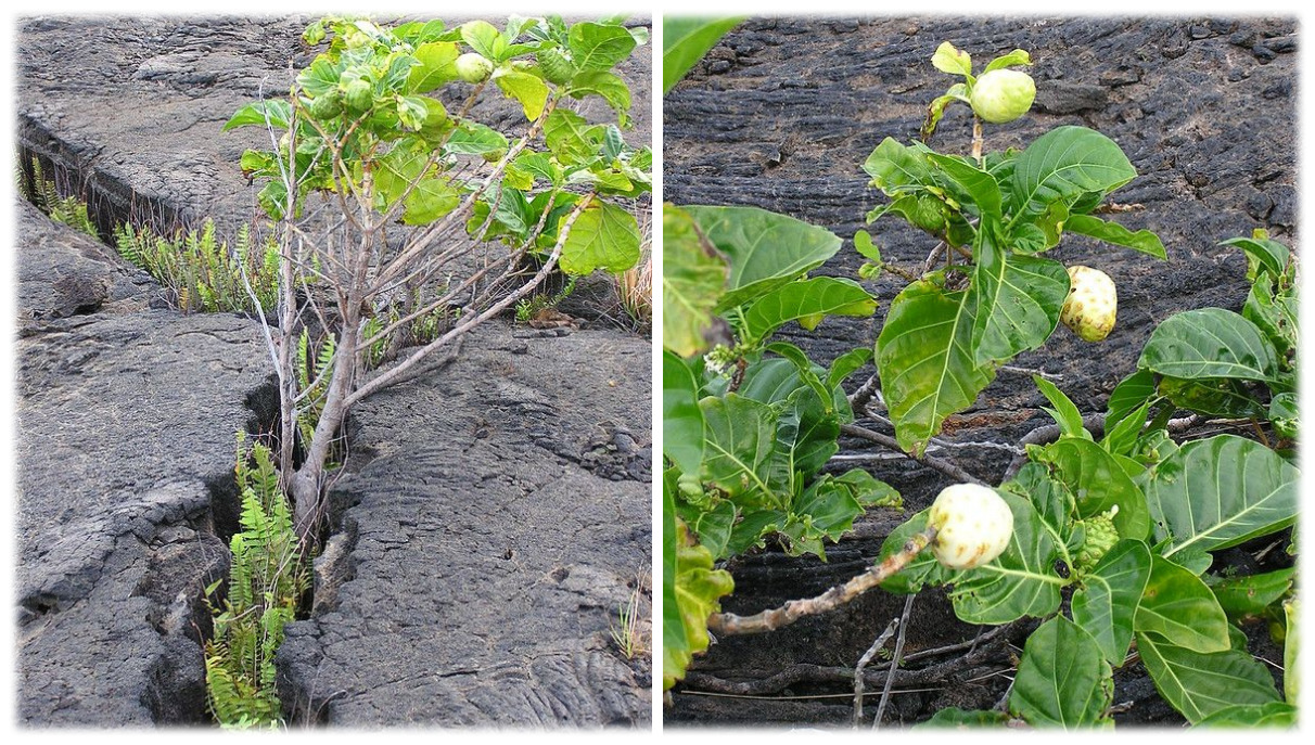 Historical and Effective Ways to Use Noni - An Ancient and Medicinal ...