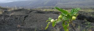 Noni growing on the lava