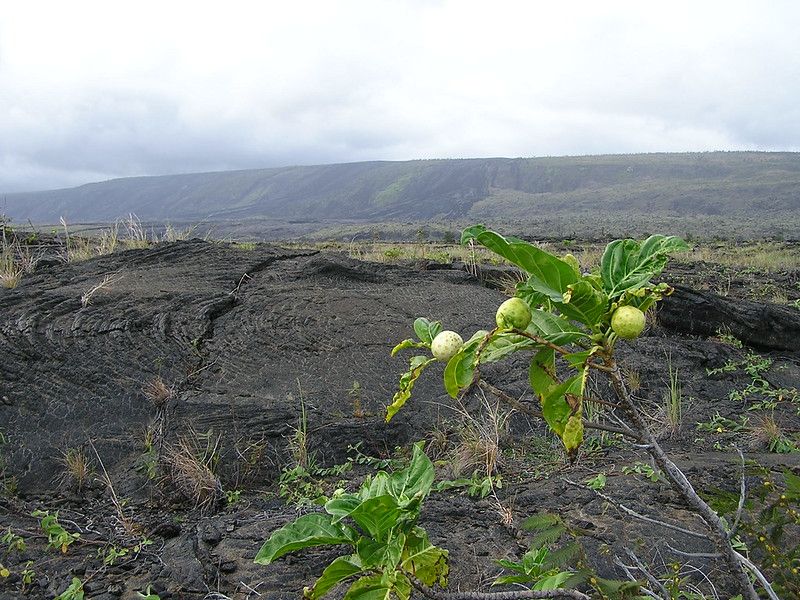 Noni growing on the lava