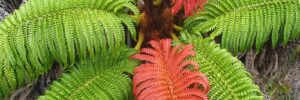 Native Hawaiian Fern called Ama'u