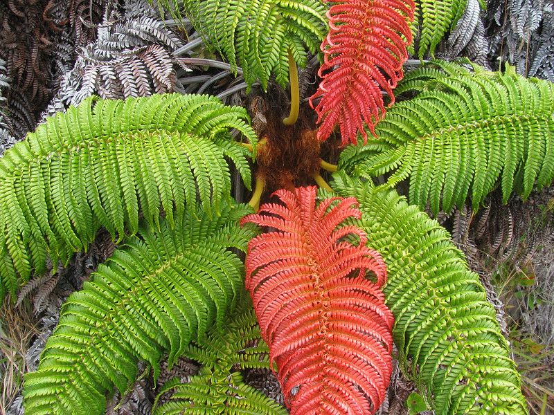 Native Hawaiian Fern called Ama'u