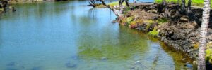 Brackish ponds in Hawai'i