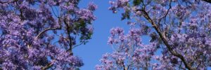 Jacaranda trees bloom in May in Maui