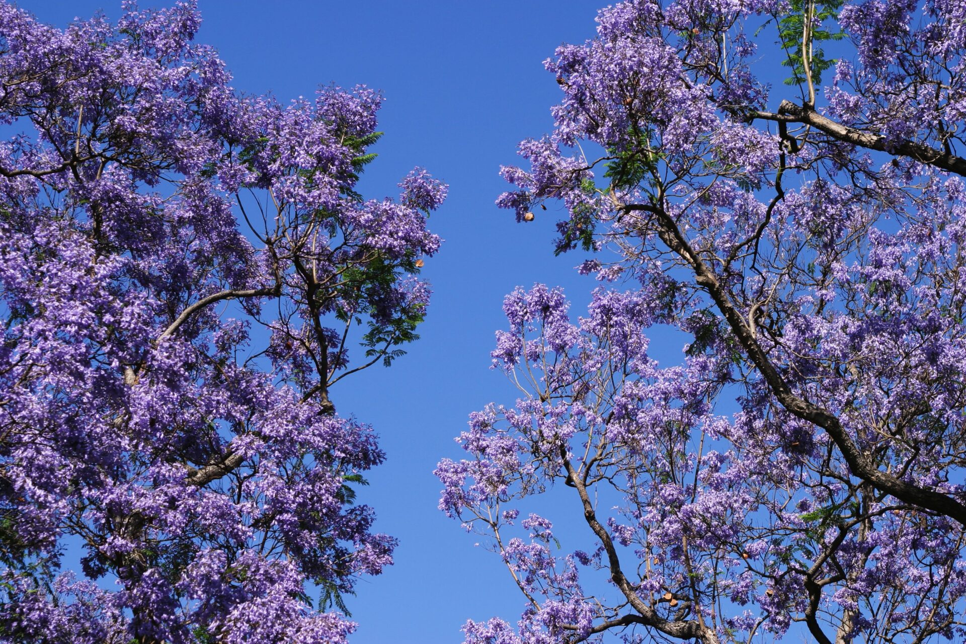 Jacaranda trees bloom in May in Maui