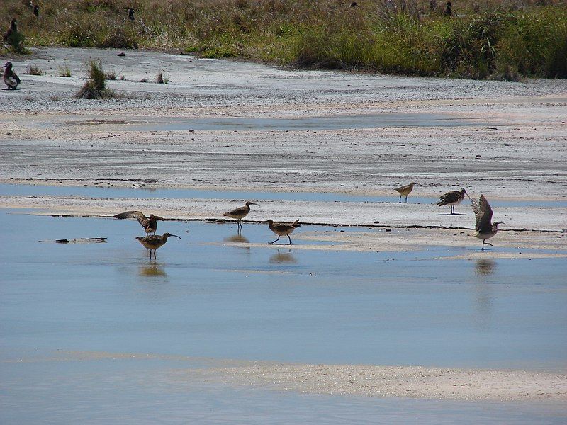 Sea birds