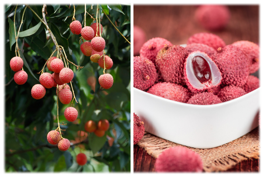 Fruit Lovers Paradise - You Will Rejoice When You Come to Hawai'i | Temptation Tours Fruit Lovers Paradise - You Will Rejoice When You Come to Hawai'i | Temptation Tours