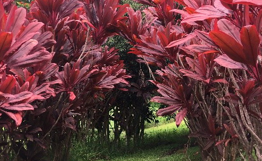 Red ti leaf cave