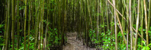 Pathway through Bamboo Forest.