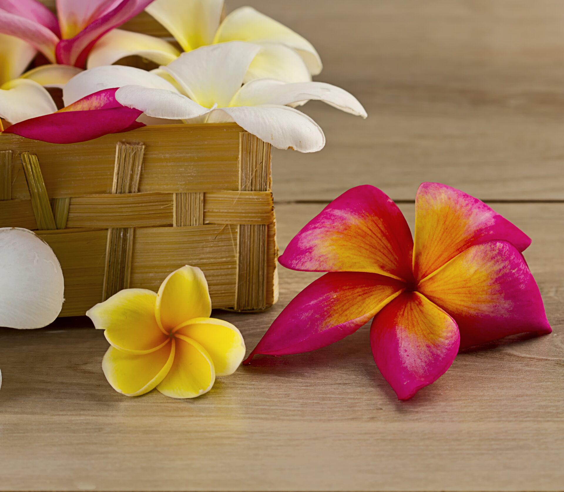 Plumeria flowers in a basket